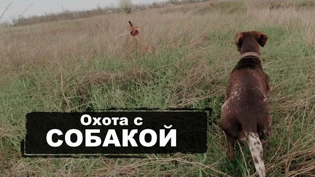 Охота с собакой | курцхаар (kurzhaar) Охота с собакой | курцхаар (kurzhaar)