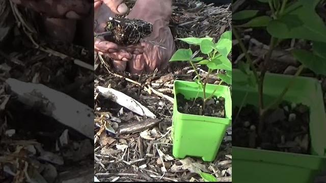 Tomato trellising #growfoodnotlawns Tomato trellising #growfoodnotlawns