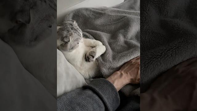 #猫 #猫