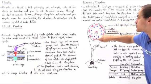 Prokaryotic vs eukaryotic flagella Prokaryotic vs eukaryotic flagella