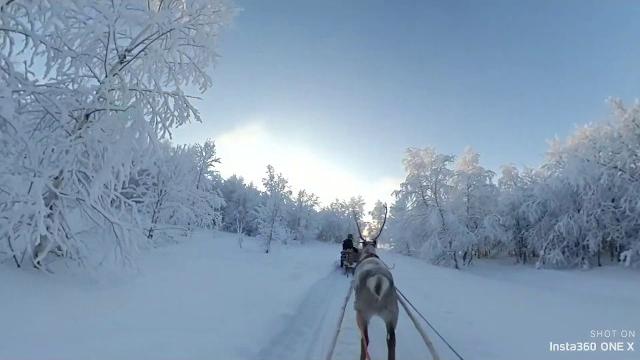 Insta360 one x - reindeer sledding Insta360 one x - reindeer sledding
