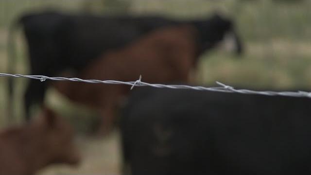 Barbed wire Barbed wire