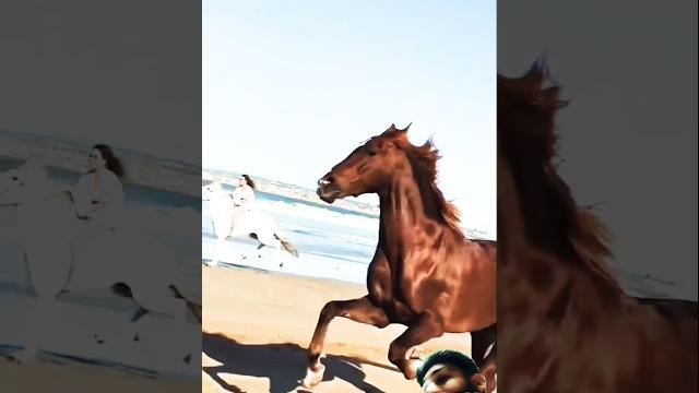 Horse riding training zuljinah horse #horse #equestrianjourney #horseridingschool #sterstallion Horse riding training zuljinah horse #horse #equestrianjourney #horseridingschool #sterstallion