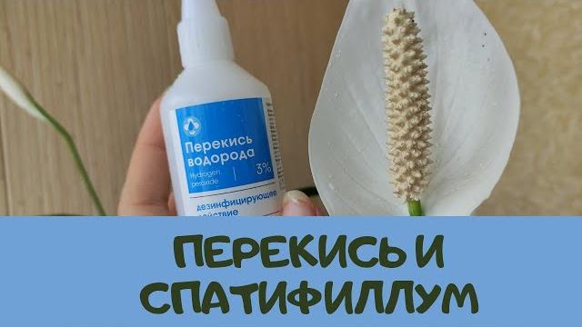 Женское счастье (спатифиллум) уход, мои секреты Женское счастье (спатифиллум) уход, мои секреты
