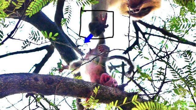 Never seen newborn baby monkey just born mama r-e-jected to a-b-andon c-r-ying s-a-dly on high tree Never seen newborn baby monkey just born mama r-e-jected to a-b-andon c-r-ying s-a-dly on high tree
