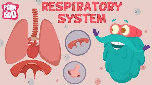 Respiratory system | the dr. binocs show | learn videos for kids Respiratory system | the dr. binocs show | learn videos for kids
