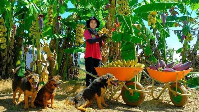 Today many bananas ripe in the garden,tieu lien harvest bananas, banana blossoms goes to market sell Today many bananas ripe in the garden,tieu lien harvest bananas, banana blossoms goes to market sell