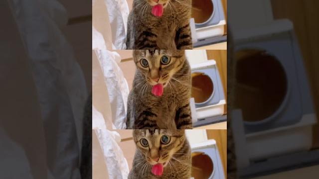 注意看!!這隻貓咪的舌頭太狠了【麻吉太郎】 #癱瘓貓 #貓 #可愛 #cute #shorts 注意看!!這隻貓咪的舌頭太狠了【麻吉太郎】 #癱瘓貓 #貓 #可愛 #cute #shorts