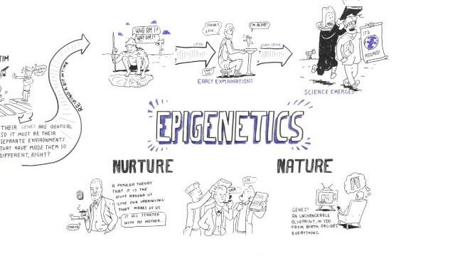 Epigenetics: nature vs nurture Epigenetics: nature vs nurture