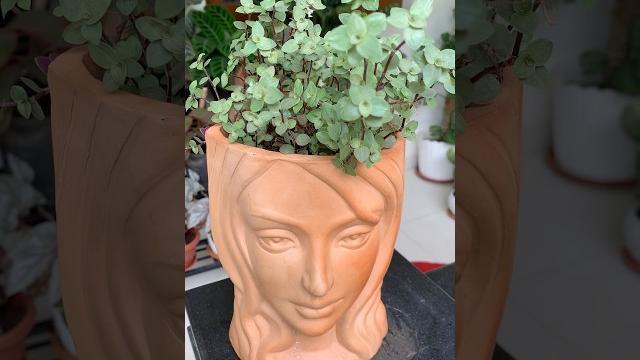 From grass to beautiful decor piece | how to grow turtle vine from cutting | how to grow inch plant From grass to beautiful decor piece | how to grow turtle vine from cutting | how to grow inch plant