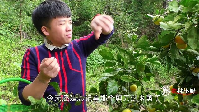 今年的橘子没结果,小伙要落泪了,七八棵树一无所有 今年的橘子没结果,小伙要落泪了,七八棵树一无所有
