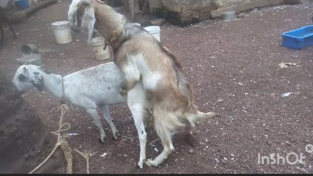 Goat mating #mating #matingseason #matingseason Goat mating #mating #matingseason #matingseason