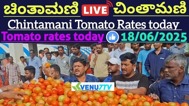 #18/06/2025 #today chintamani tomato rates #chintamani tomato market rates #tomato rates #venu7tv #18/06/2025 #today chintamani tomato rates #chintamani tomato market rates #tomato rates #venu7tv