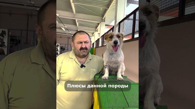 Не бери джек-рассел пока не посмотришь это видео! агрессивный характер! всё о джек-рассел охотничья Не бери джек-рассел пока не посмотришь это видео! агрессивный характер! всё о джек-рассел охотничья