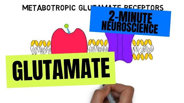 2-minute neuroscience: glutamate 2-minute neuroscience: glutamate