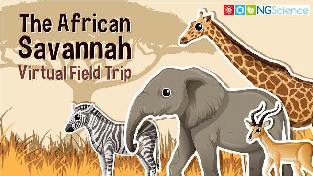 African savannah – virtual field trip African savannah – virtual field trip