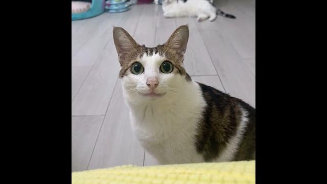 There is a fat cat here #cat #baobao #cute There is a fat cat here #cat #baobao #cute