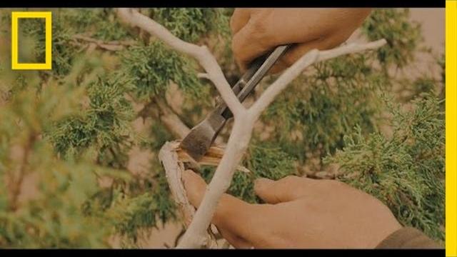 The art of shaping a bonsai tree | short film showcase The art of shaping a bonsai tree | short film showcase