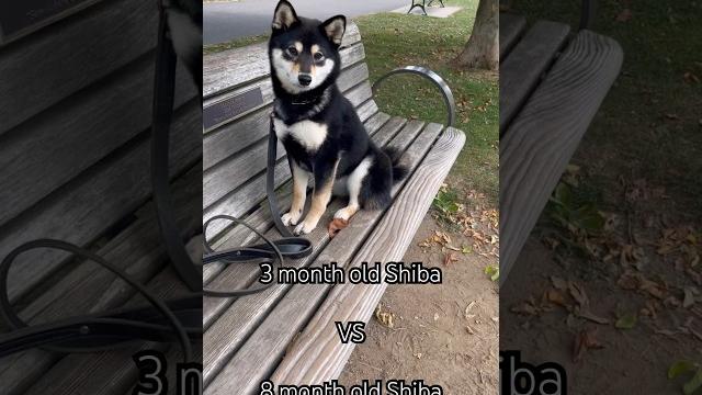 Still little baby #tsukithemoon #tsuki #shibainu #shiba #puppy #pets #puppies #dog #dogbreed #dogs Still little baby #tsukithemoon #tsuki #shibainu #shiba #puppy #pets #puppies #dog #dogbreed #dogs