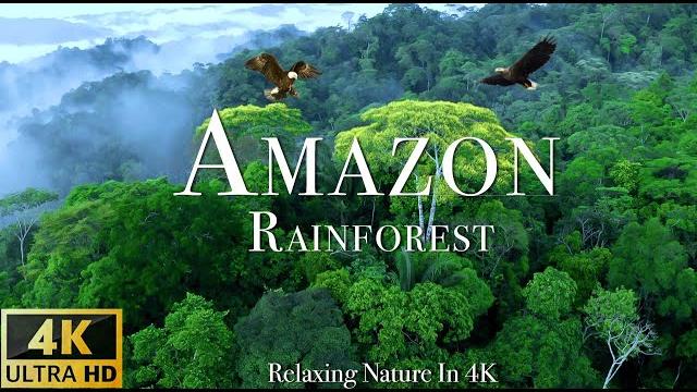 Amazon 4k - the world’s largest tropical rainforest - scenic relaxation film with calming music Amazon 4k - the world’s largest tropical rainforest - scenic relaxation film with calming music