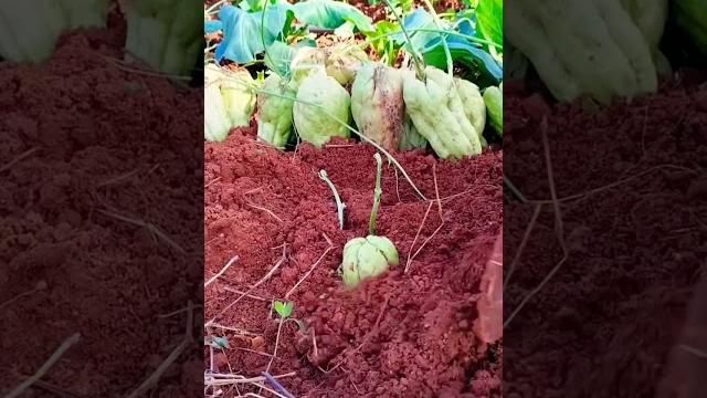 It's time to plant chayote. #xiaobai grows vegetables #record my planting life #chayote planting It's time to plant chayote. #xiaobai grows vegetables #record my planting life #chayote planting