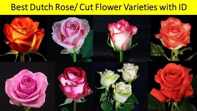 Best dutch rose varieties | cut flower varieties | top dutch roses #aqua #high&magic #riviera Best dutch rose varieties | cut flower varieties | top dutch roses #aqua #high&magic #riviera