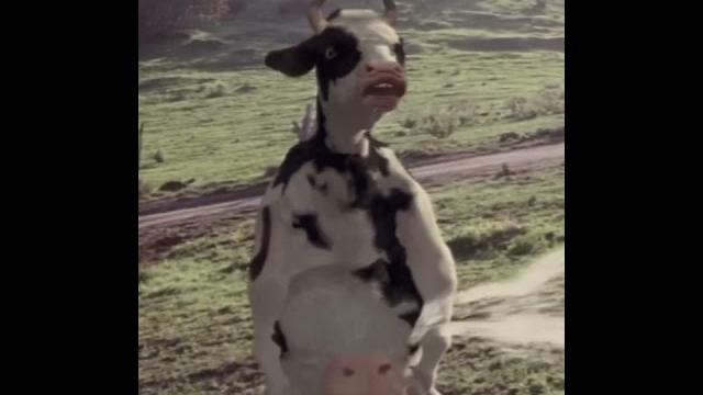 A vaca que luta kung fu #shorts A vaca que luta kung fu #shorts