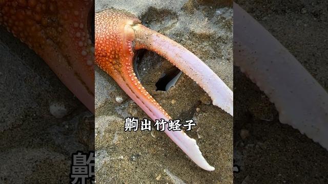 赶海人老王齁出竹蛏子 #赶海 #竹节蛏 赶海人老王齁出竹蛏子 #赶海 #竹节蛏