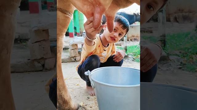 Choti choti gaiya ttyl ggy #love #song #cow Choti choti gaiya ttyl ggy #love #song #cow