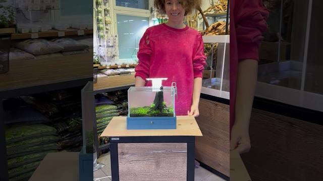 Это мой самый маленький аквариум а увас какой#аквариум #aquarium #mashabloom #машаблюм #рыбки Это мой самый маленький аквариум а увас какой#аквариум #aquarium #mashabloom #машаблюм #рыбки
