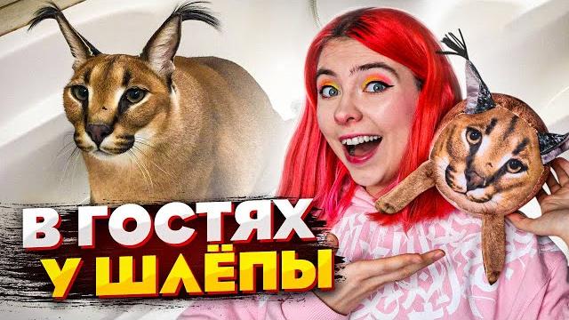 Как живёт большой шлёпа? приехали в гости к каракалу! Как живёт большой шлёпа? приехали в гости к каракалу!