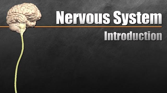 The nervous system in 9 minutes The nervous system in 9 minutes