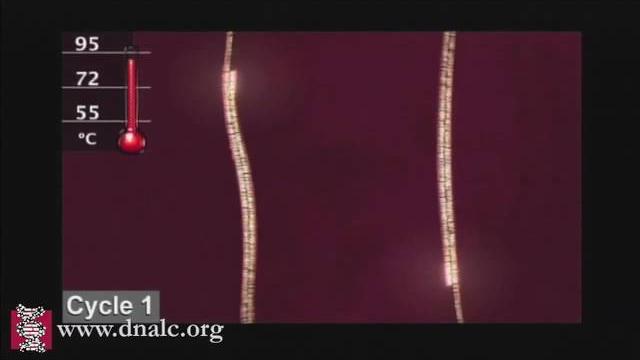 Polymerase chain reaction (pcr) Polymerase chain reaction (pcr)