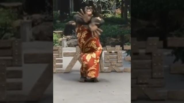 Gilang jadi monyet Gilang jadi monyet