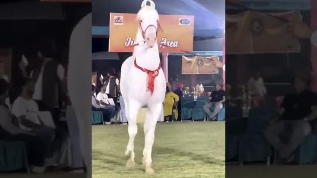 Horse mating Horse mating