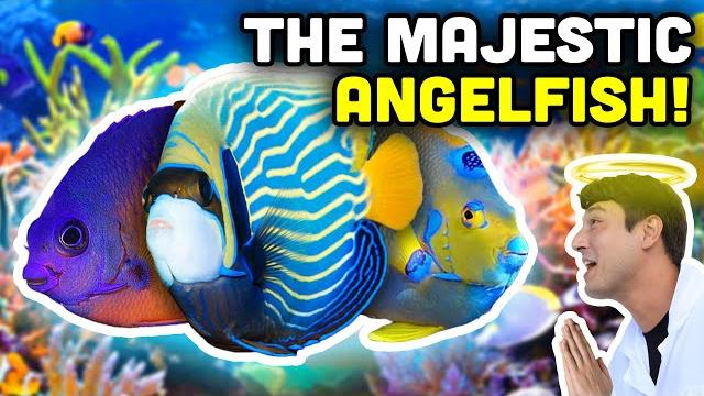 Talking fish: angelfish! reef safe or not? Talking fish: angelfish! reef safe or not?
