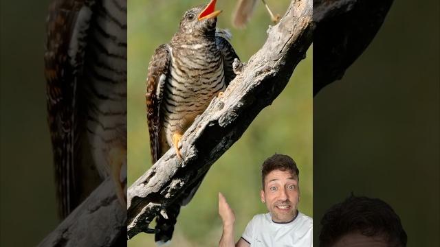 The cuckoo is a monster The cuckoo is a monster