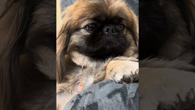 Best trick ever! #dog #pekingeselove #petobsessed #pekingese #tricks #cutedog #funny #cute Best trick ever! #dog #pekingeselove #petobsessed #pekingese #tricks #cutedog #funny #cute