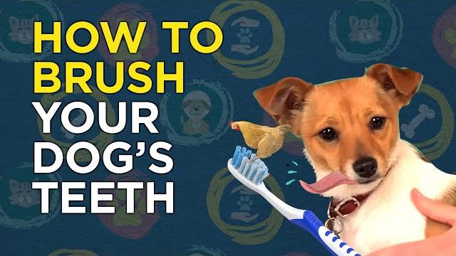 How to brush your dog's teeth - vetvid dog care video How to brush your dog's teeth - vetvid dog care video
