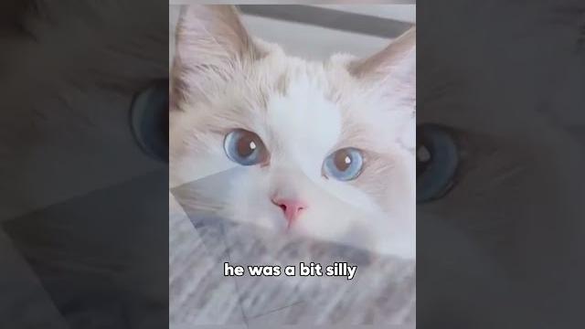 “huanhuan shouyue “huanhuan kept his promise #shortvideo #animals #cute #love #funnyanimal “huanhuan shouyue “huanhuan kept his promise #shortvideo #animals #cute #love #funnyanimal