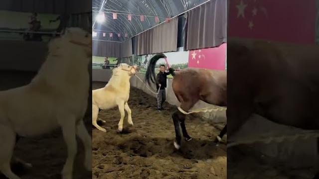 Beautiful horse is having fun together 2023 Beautiful horse is having fun together 2023