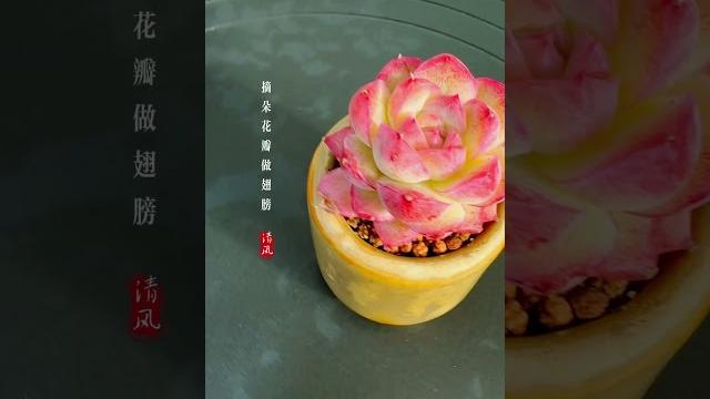 多肉 桃熏女王 #多肉植物 多肉 桃熏女王 #多肉植物