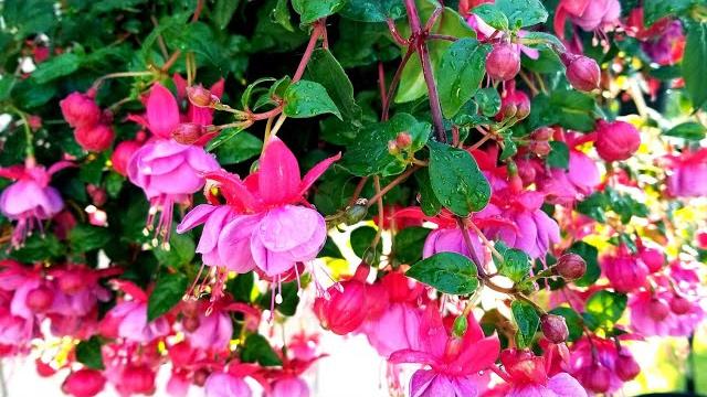 Full flower moon #breastfeedingvlog Full flower moon #breastfeedingvlog