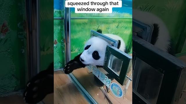 How did 323-day-old baby panda mei zhu still escape through that tiny window? #cute #adorable #panda How did 323-day-old baby panda mei zhu still escape through that tiny window? #cute #adorable #panda