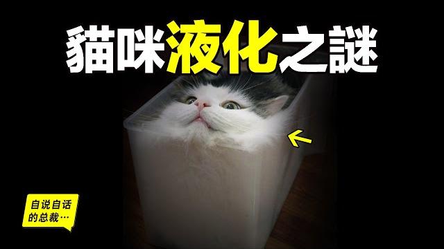 液體貓咪之謎:為什麼說貓都是液體?這竟然是一個被證明過的科學結論……|自說自話的總裁 液體貓咪之謎:為什麼說貓都是液體?這竟然是一個被證明過的科學結論……|自說自話的總裁