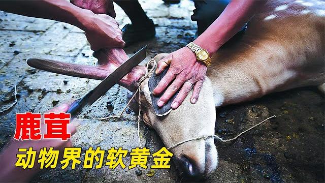 鹿茸被誉为“软黄金”,凭啥卖的那么贵,生切鹿茸到底对鹿好不好 鹿茸被誉为“软黄金”,凭啥卖的那么贵,生切鹿茸到底对鹿好不好