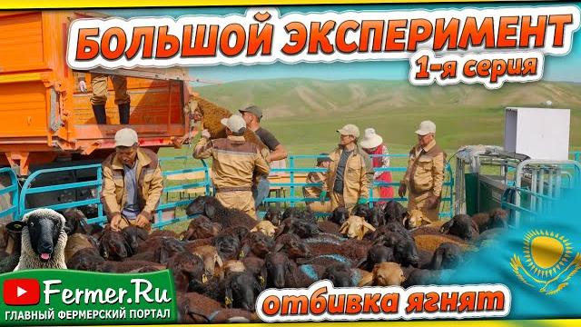 Отбивка 3-4 месячных баранчиков. элита на племя и продажу. эдильбаевские, казахские грубошёрстные Отбивка 3-4 месячных баранчиков. элита на племя и продажу. эдильбаевские, казахские грубошёрстные