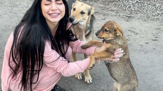 Бездомные щенки напали на леру / кормим бездомных собак и кошек Бездомные щенки напали на леру / кормим бездомных собак и кошек