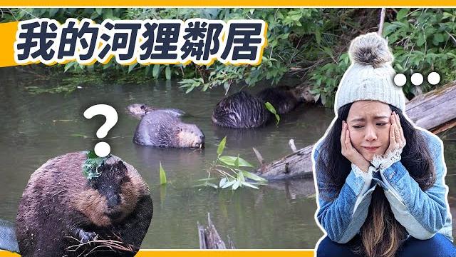 河狸入侵後院!?歷時三個月的震撼結局 河狸入侵後院!?歷時三個月的震撼結局