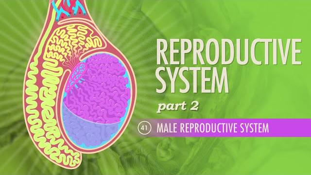 Reproductive system, part 2 - male reproductive system: crash course anatomy & physiology #41 Reproductive system, part 2 - male reproductive system: crash course anatomy & physiology #41